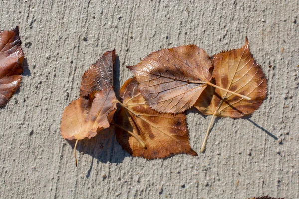 Hermosas Hojas Secas Como Fondo Otoño — Foto de Stock