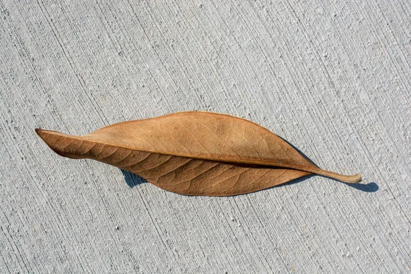 Dry Tree Leaf Autumn Background — Stock Photo, Image