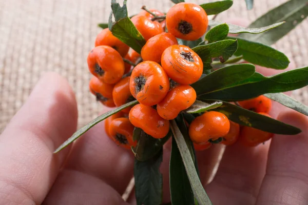Rijpe Wilde Vruchten Van Oranje Kleur Hand — Stockfoto