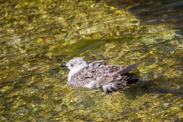 Jeden Racek Mělké Vodě Rybníka — Stock fotografie