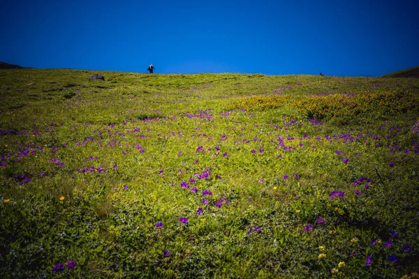 Flores Silvestres Coloridas Bonitas Florescendo Artvin Highland — Fotografia de Stock