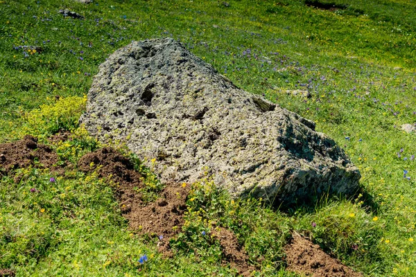 Grünes Gras Auf Einer Hochlandwiese Artvin Der Türkei — Stockfoto