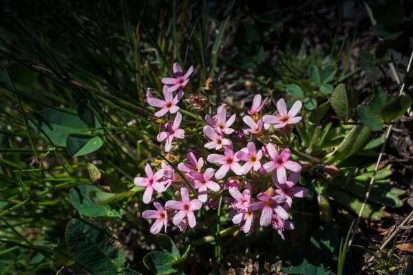 Fioritura Bellissimi Fiori Selvatici Colorati Altopiano Artvin — Foto Stock