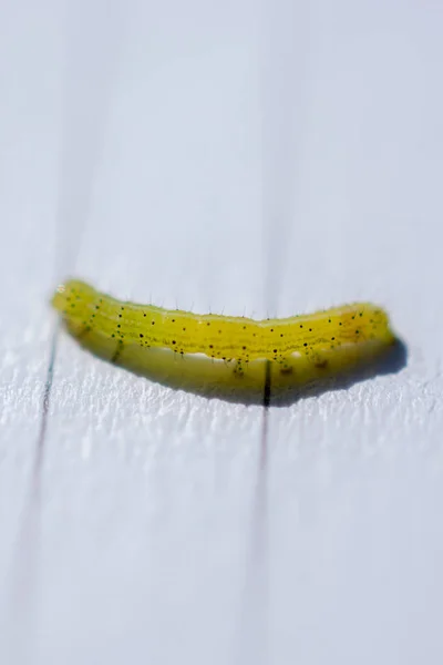 Piccolo Bruco Verde Sfondo Bianco Legno — Foto Stock