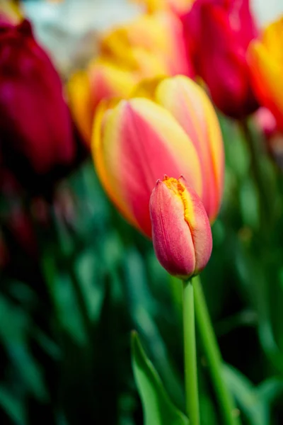 Herausragende Bunte Tulpenblüte Frühlingsgarten — Stockfoto