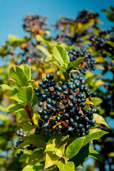 Divoké Ovoce Nalezené Stromě Přírodě — Stock fotografie