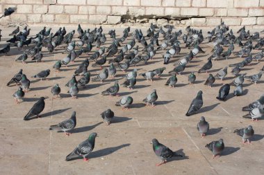 Yalnız kuşlar şehir ortamında yaşar.