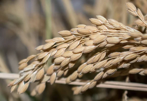 Fechamento Planta Arroz Colhido Vista — Fotografia de Stock