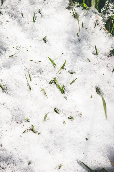 Weißer Schnee Auf Grünem Gras Kalten Winter — Stockfoto