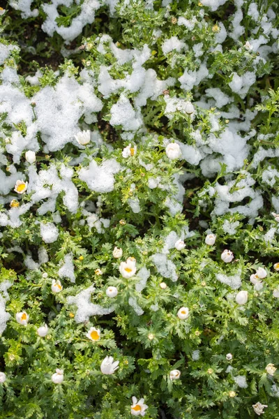 Las Primeras Flores Primavera Bajo Nieve Jardín —  Fotos de Stock