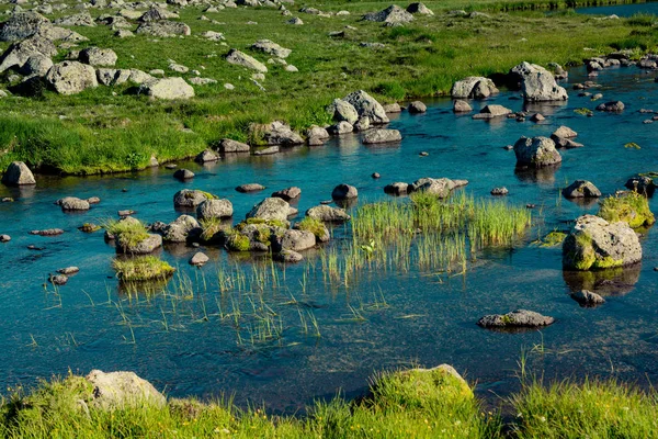 トルコのArtvinの高地の池による野生の草 — ストック写真