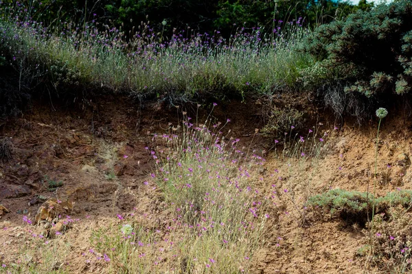 Artvin Dağlık Bölgesi 'nde güzel, renkli, yabani çiçekler açıyor.