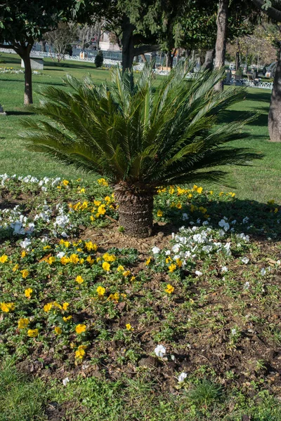 ビューの花と公園内の熱帯の木 — ストック写真