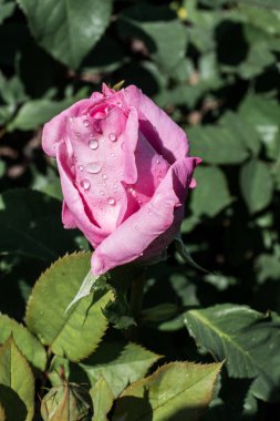 Bahçenin arka planında çiçeklenen güzel renkli gül tomurcukları