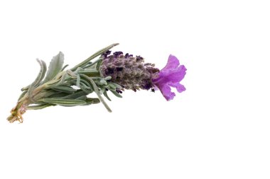 Mor çiçek beyaz bir arka plan