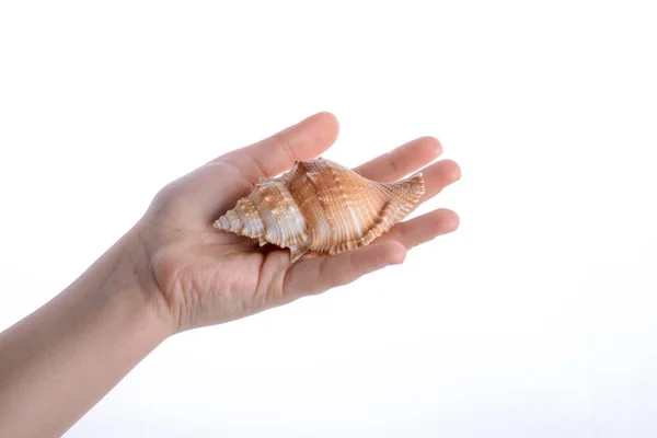 Mano Che Tiene Una Conchiglia Uno Sfondo Bianco — Foto Stock