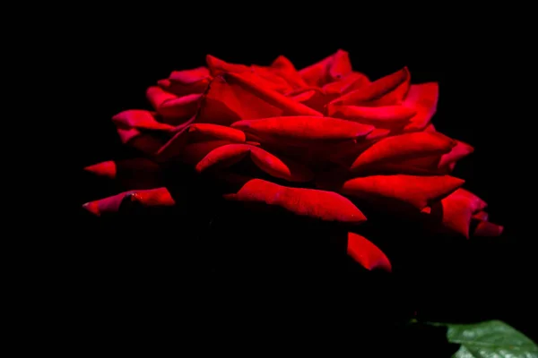 美丽的新鲜玫瑰在近景下 — 图库照片#