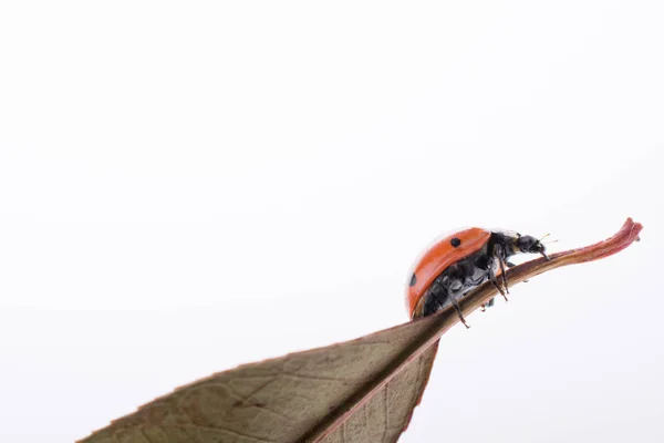 Schönes Foto Des Roten Marienkäfers Der Auf Einem Trockenen Blatt — Stockfoto