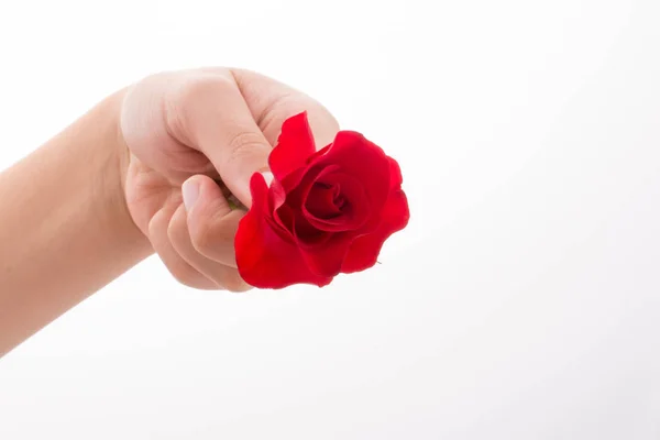 Χέρι Που Κρατά Ένα Κόκκινο Τριαντάφυλλο Λευκό Φόντο — Φωτογραφία Αρχείου