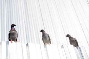Yalnız kuş doğal ortamda yaşar.