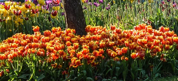 Bahar zaman doğada güzel taze laleler