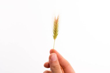 Beyaz arka planda bir buğdayı tutan el.