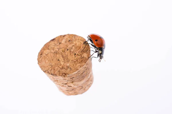 Schönes Foto Des Roten Marienkäfers Der Auf Einem — Stockfoto
