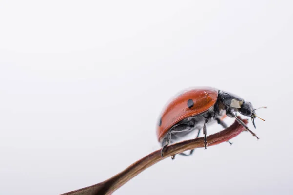 Schönes Foto Des Roten Marienkäfers Der Auf Einem Trockenen Blatt — Stockfoto