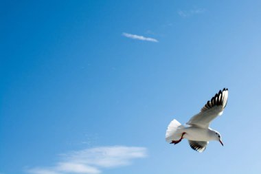 Yalnız kuş doğal ortamda yaşar.