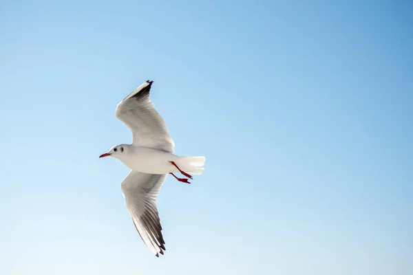 Gaivota Única Voando Fundo Azul Céu — Fotografia de Stock