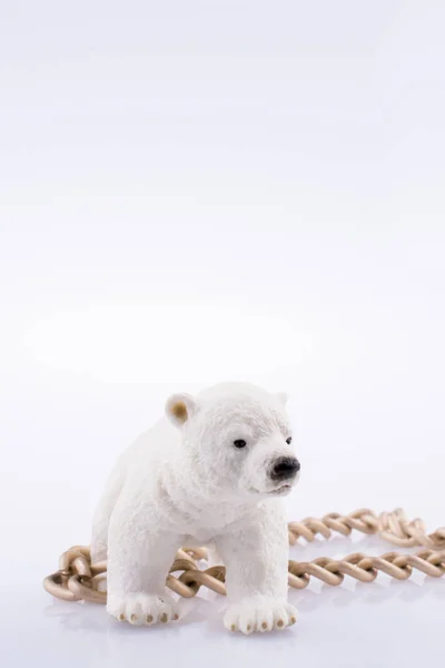 Πολική Αρκούδα Σκύμνος Και Αλυσίδα Λευκό Φόντο — Φωτογραφία Αρχείου