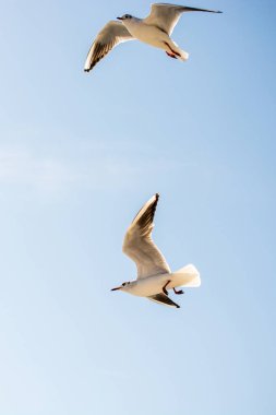 Martılar çifti deniz sular gökte uçuyor