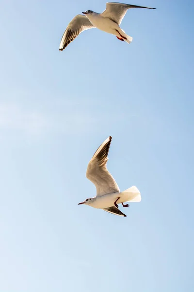 Paire Mouettes Volent Dans Ciel Dessus Des Eaux Mer — Photo