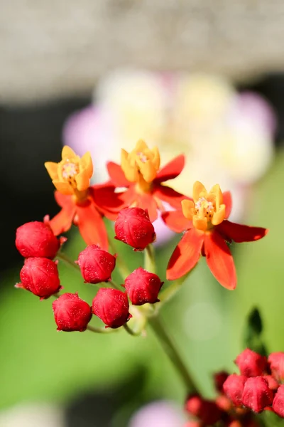 Lindas Flores Frescas Fundo Natureza — Fotografia de Stock