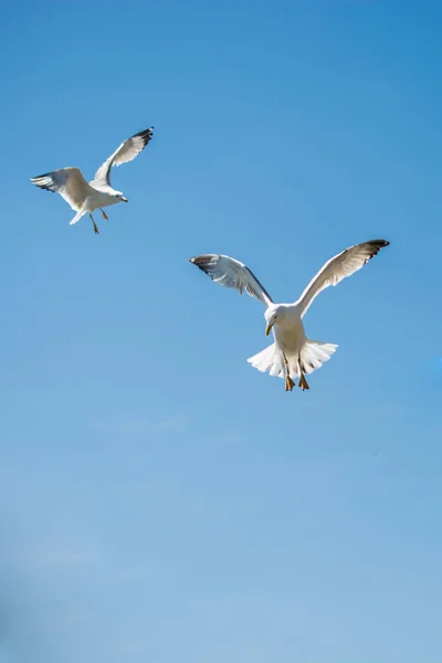 Чайки Летают Небе Заднем Плане — стоковое фото