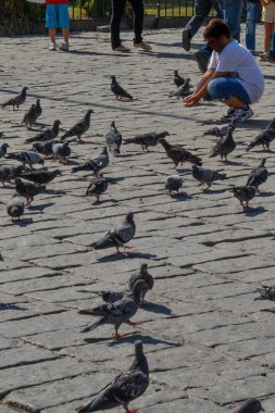 Yalnız kuş doğal ortamda yaşar.