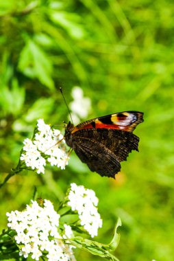 Güzel kelebek karada renkli çiçek doğada