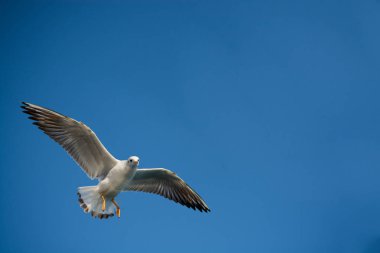 Bir çift martı gökyüzünde mavi bir zemin üzerinde uçuyor.