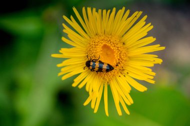 Doğada bir çiçekle beslenen böcek.