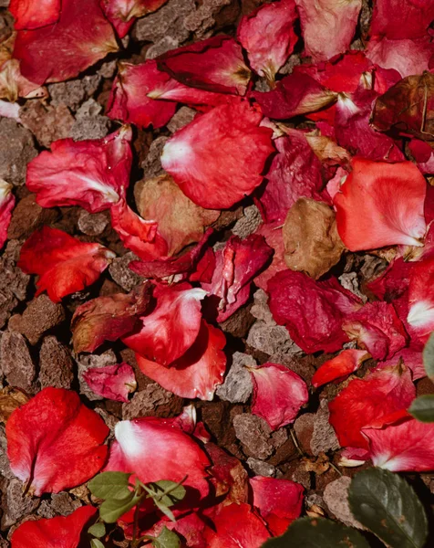 Bahçedeki toprak yapraklarla kaplı.