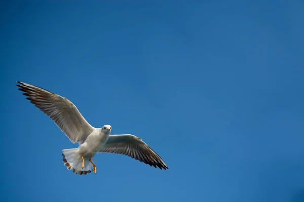 Par Gaivotas Voando Azul Fundo Céu — Fotografia de Stock