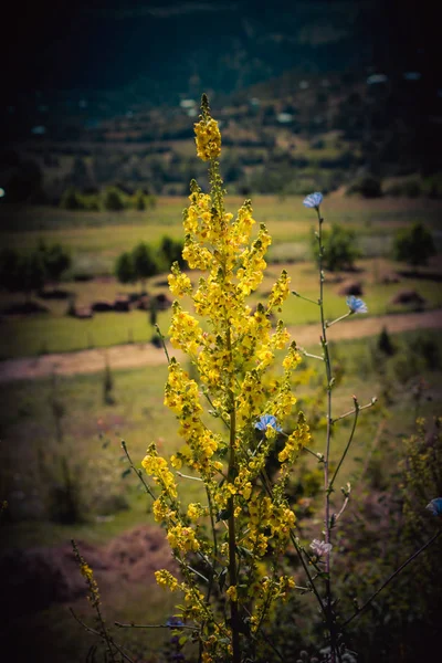 Ανθίζοντας Όμορφα Πολύχρωμα Άγρια Λουλούδια Στην Ορεινή Artvin — Φωτογραφία Αρχείου
