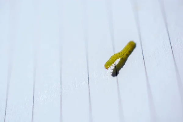 白い木の背景に小さな緑の冬虫夏草 — ストック写真