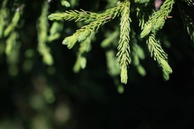 Bahçede bir ağacın parçası görünüyor.