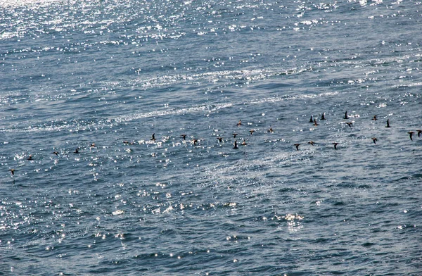 Vogelschwarm Auf Dem Wasser Mit Wasseroberfläche Hintergrund — Stockfoto
