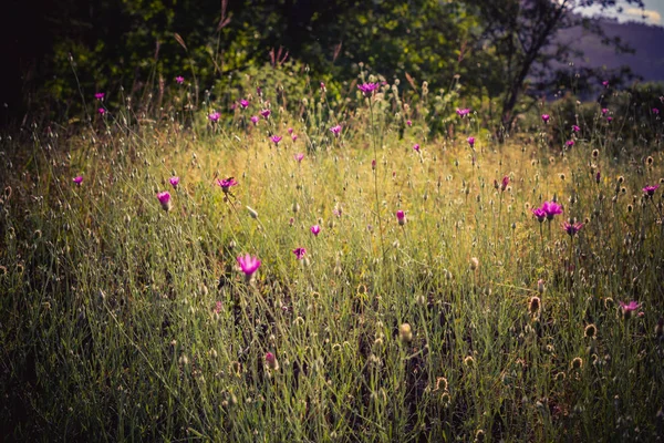 Blooming Beautiful Colorful Wild Flowers Artvin Highland — Stock Photo, Image