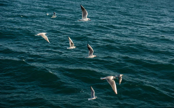 Fiskmåsar Och Över Havsvattnen — Stockfoto