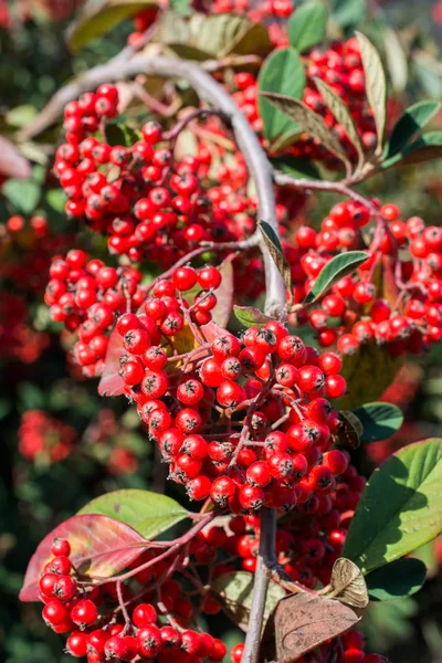 Wilde Früchte Baum Der Natur Gefunden — Stockfoto