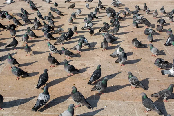 Aves Solitarias Por Vivir Entorno Urbano — Foto de Stock