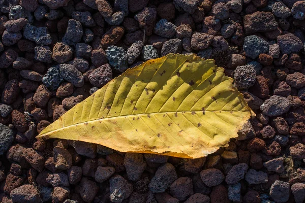 Grande Foglia Secca Vista Vicino Concetto Natura — Foto Stock